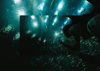 How Many Geophagus sveni and Corydoras Should Be Kept Together