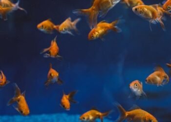 How Many Neon Tetras in a 10-Gallon Tank