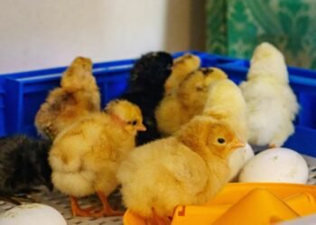 How long to leave chicks in incubator