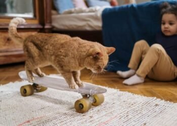 What Age Do Cats Calm Down