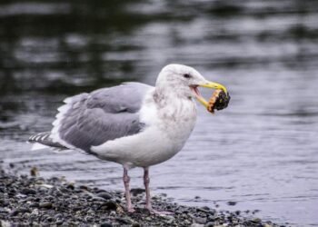 What Do Pteranodons Eat