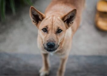 What Happens If You Cut a Dog’s Whiskers