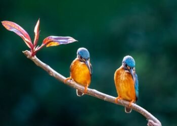Why Do Birds Perch on Power Lines