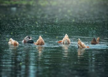 El Dorado Park West Duck Pond Long Beach’s Quiet Gem