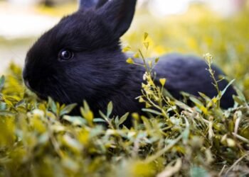 Can Rabbits Eat Cucumbers