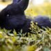 Can Rabbits Eat Cucumbers