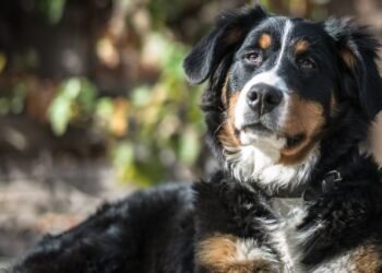 bernese mountain dog golden retriever mix