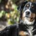 bernese mountain dog golden retriever mix