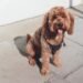 golden retriever cocker spaniel mix