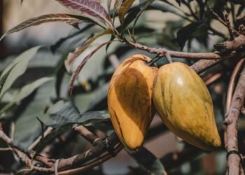 lucuma ice cream