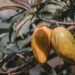 lucuma ice cream
