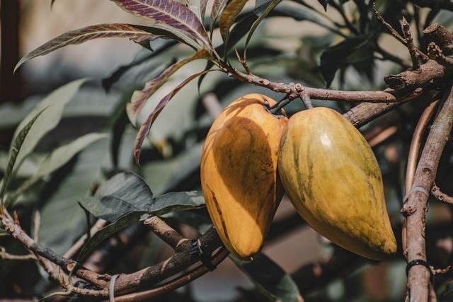 lucuma ice cream